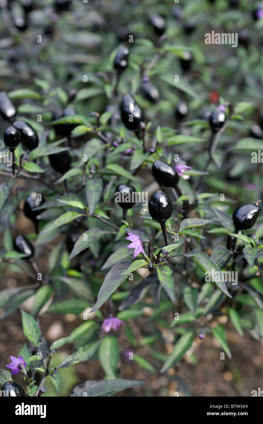 Chili pepper (Capsicum frutescens 'Peruvian Purple') Stock Photo