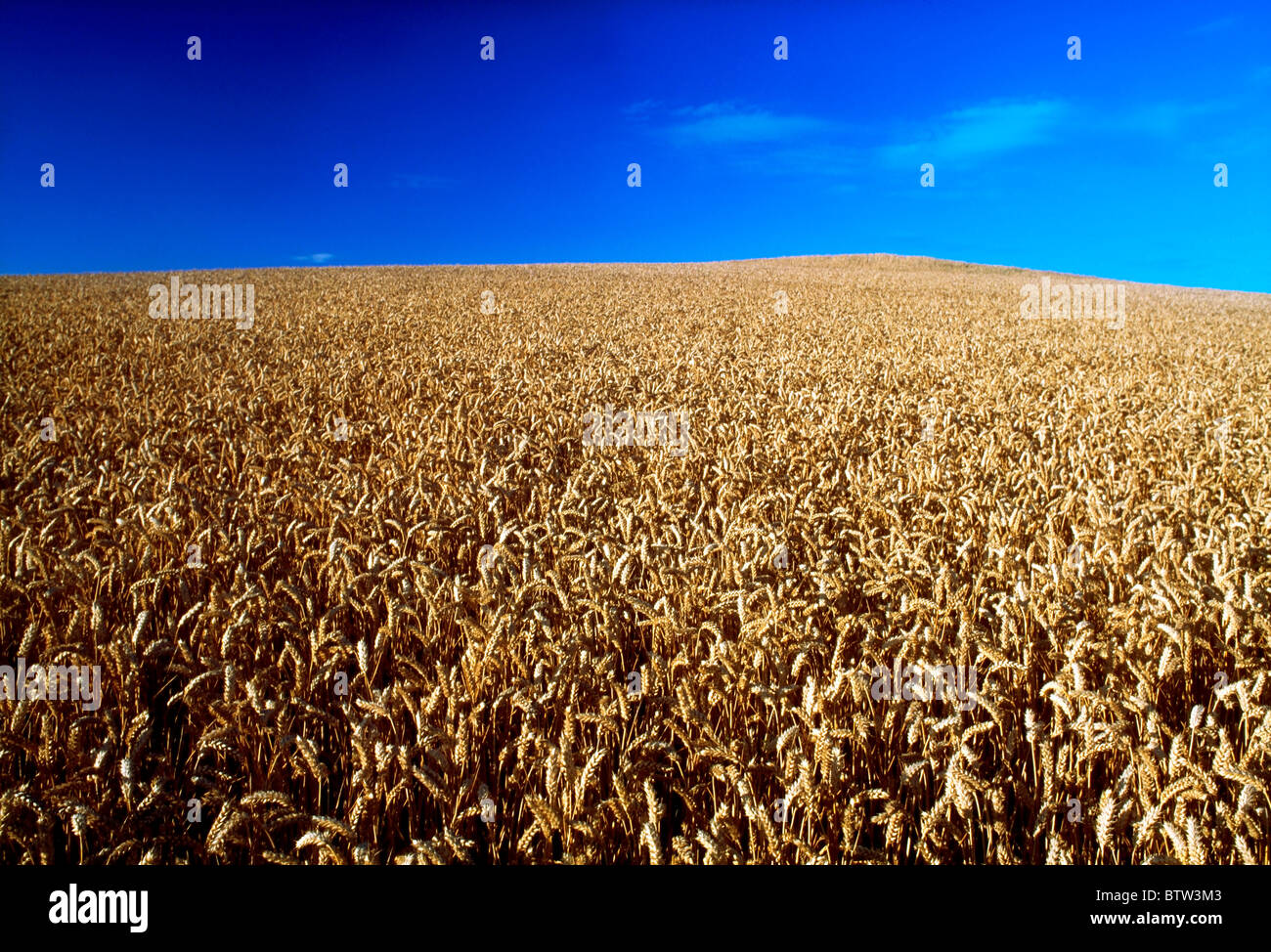 Haggardstown, Dundalk, Co Louth, Ireland, Wheat Stock Photo
