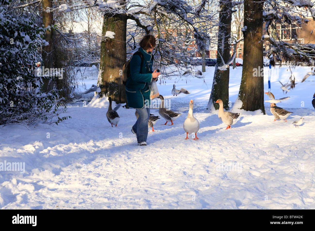 Feeding the geese in winter Stock Photo Alamy