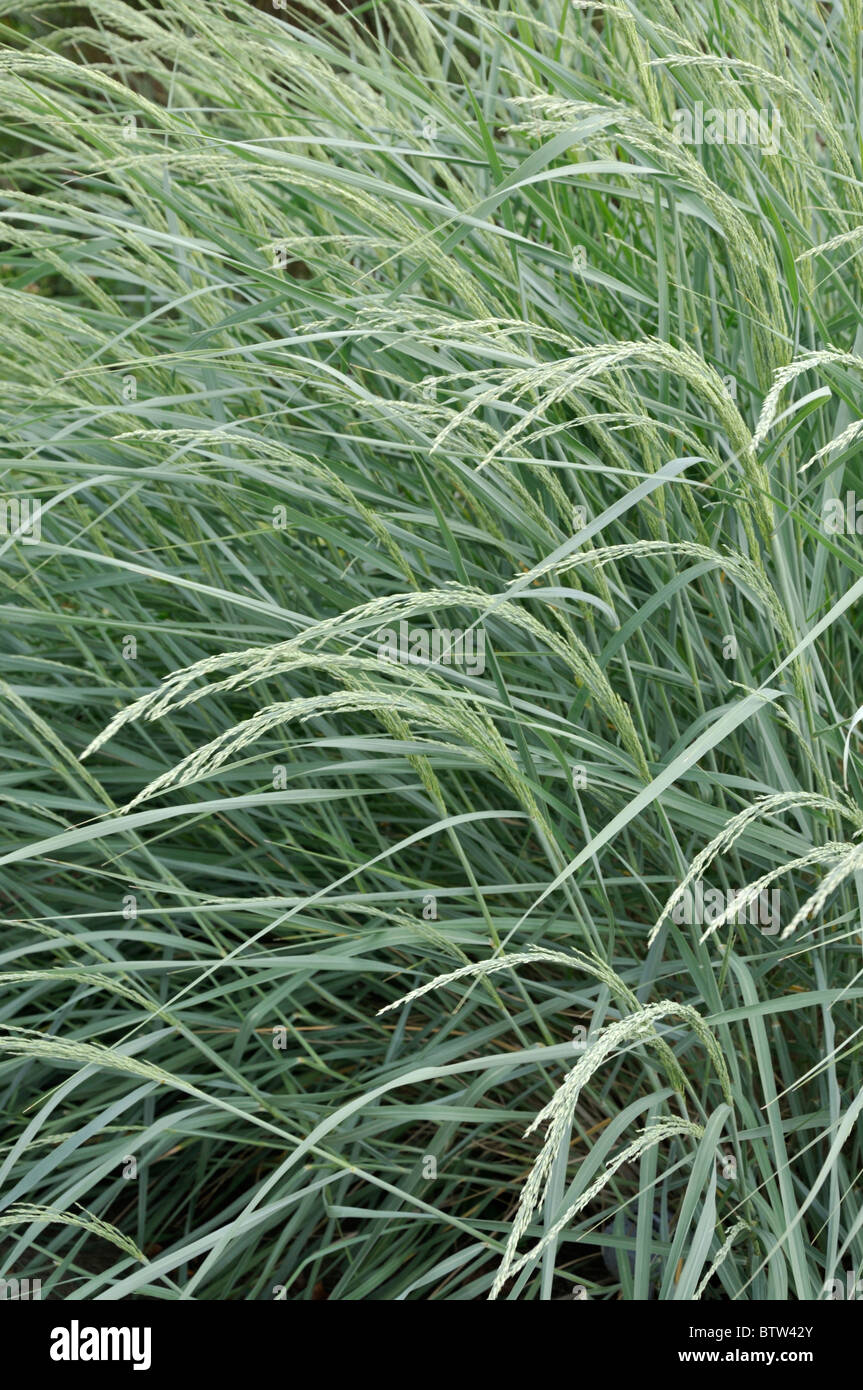 American beach grass (Ammophila breviligulata) Stock Photo
