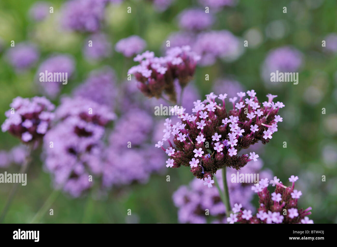 Purpletop vervain (Verbena bonariensis) Stock Photo