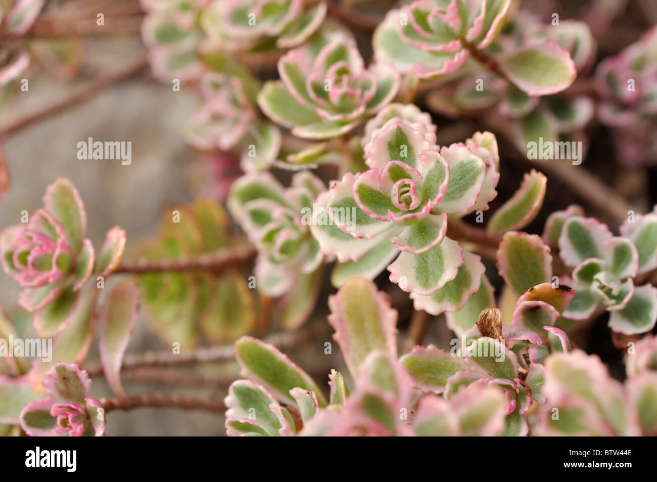 Two row stonecrop (Sedum spurium 'Tricolor' syn. Phedimus spurius 'Fuldaglut') Stock Photo
