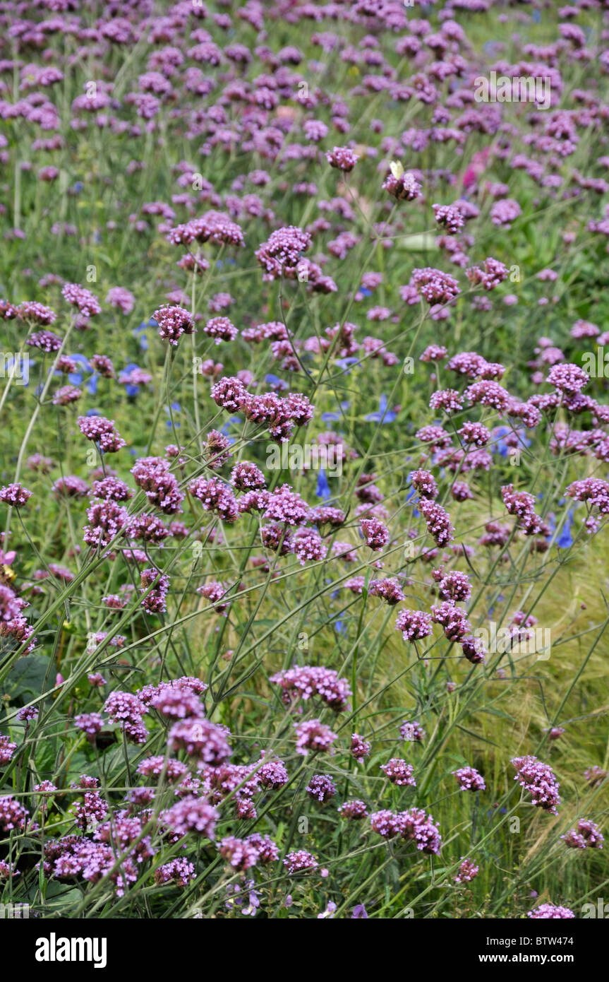 Purpletop vervain (Verbena bonariensis) Stock Photo