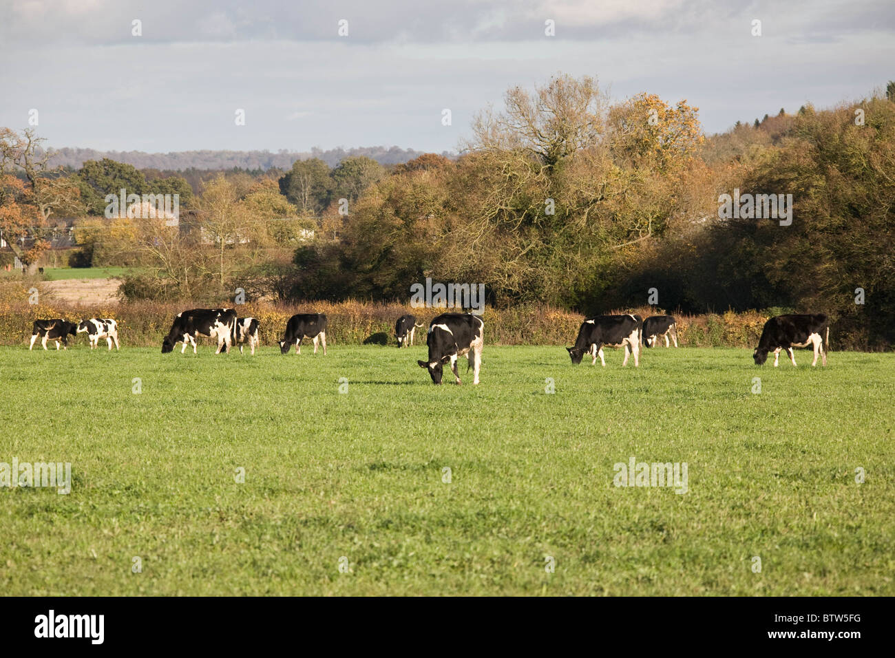 7.11.2010 Dairy Cows Grazing in Gloustershire Stock Photo