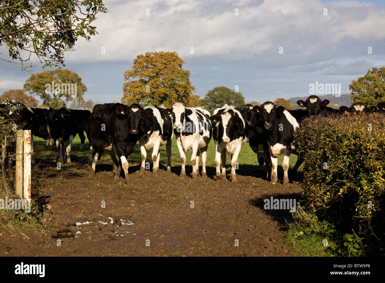 Black and white cows in field hi-res stock photography and images - Alamy