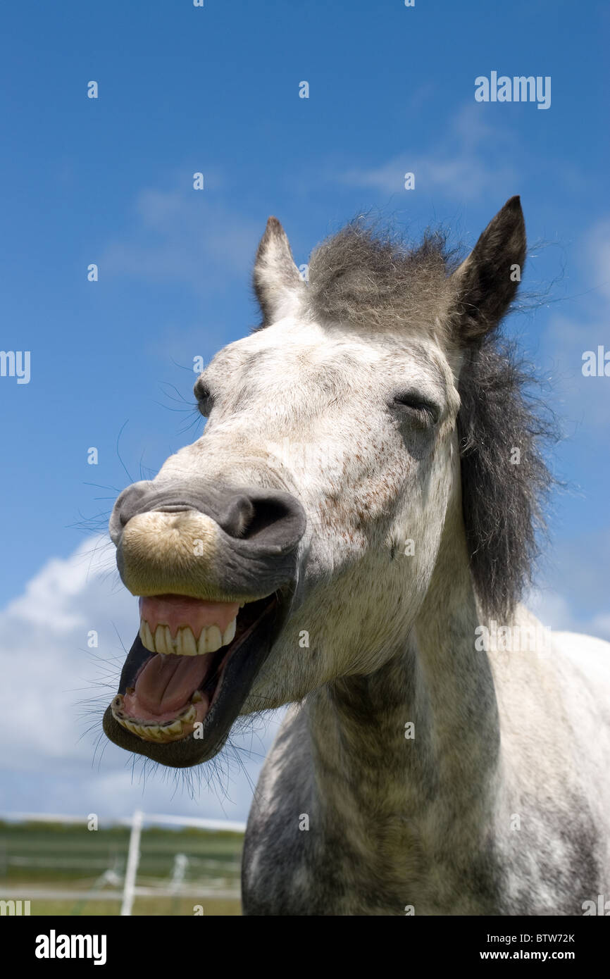 Laughing Connemara pony set against a nice blue sky with white cloud. He is dapple Grey Stock Photo