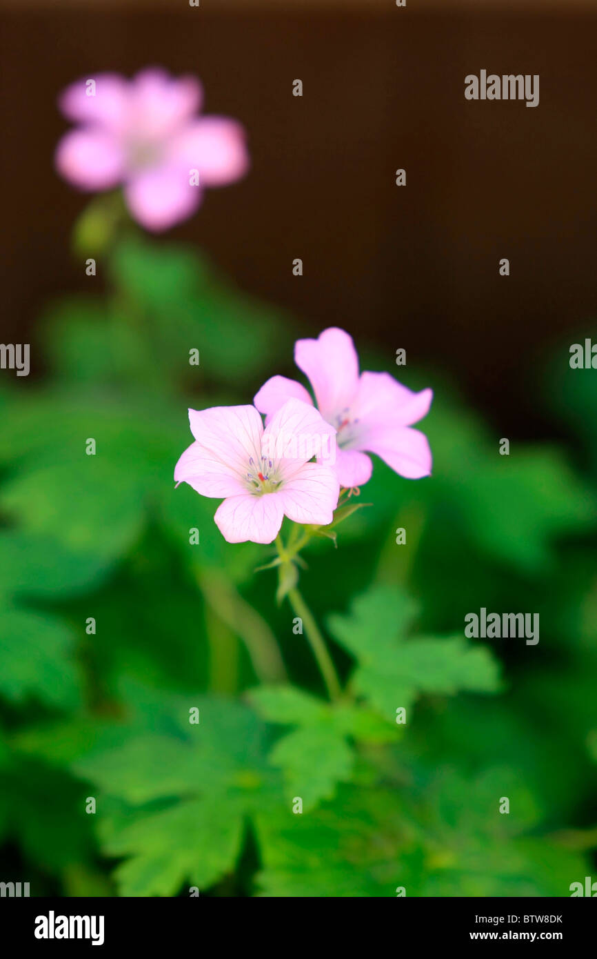 Close up of pink Geranium (Crane's Bill) flowers in an English garden ...
