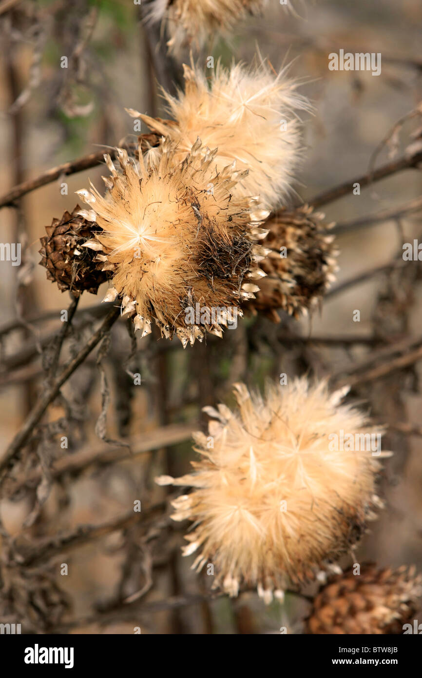 Dried out Thistle flowers with seeds so light they float to a new area