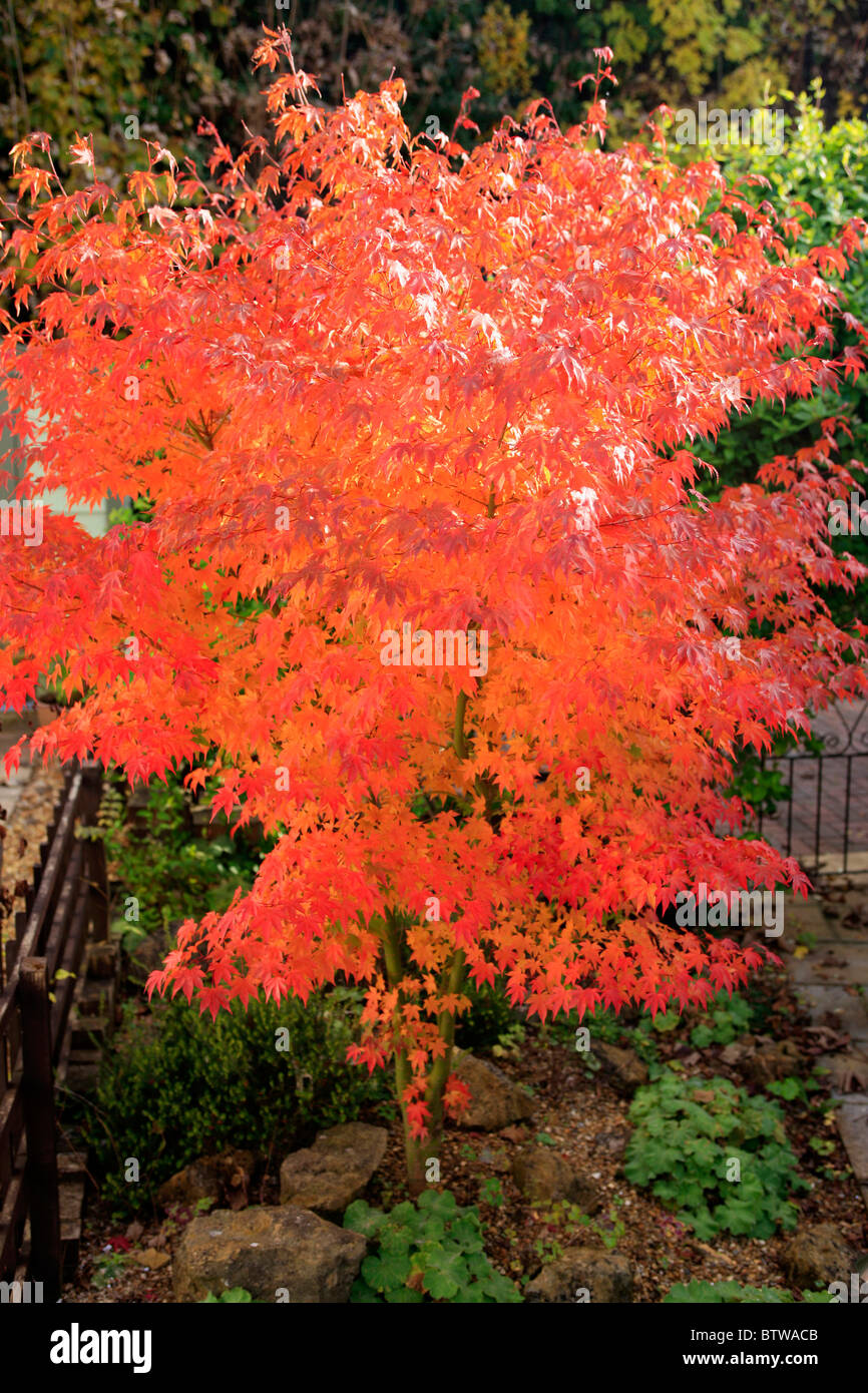 Japanese Maple Tree - Acer Palmatum Osakazuki. Known for its highly ...