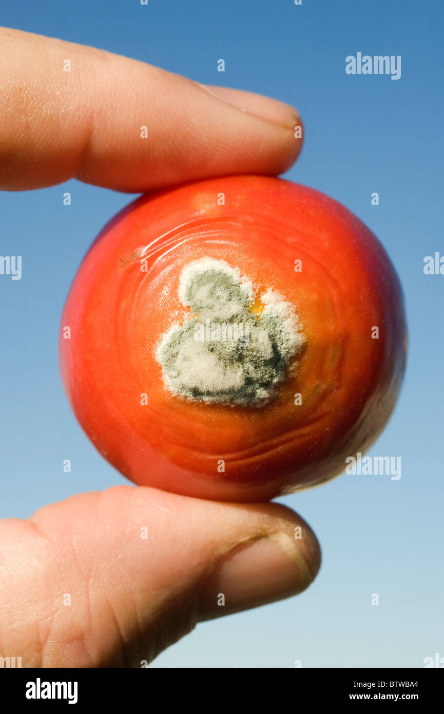 Tomato, Mold grows on tomato fruit, Autumn Stock Photo