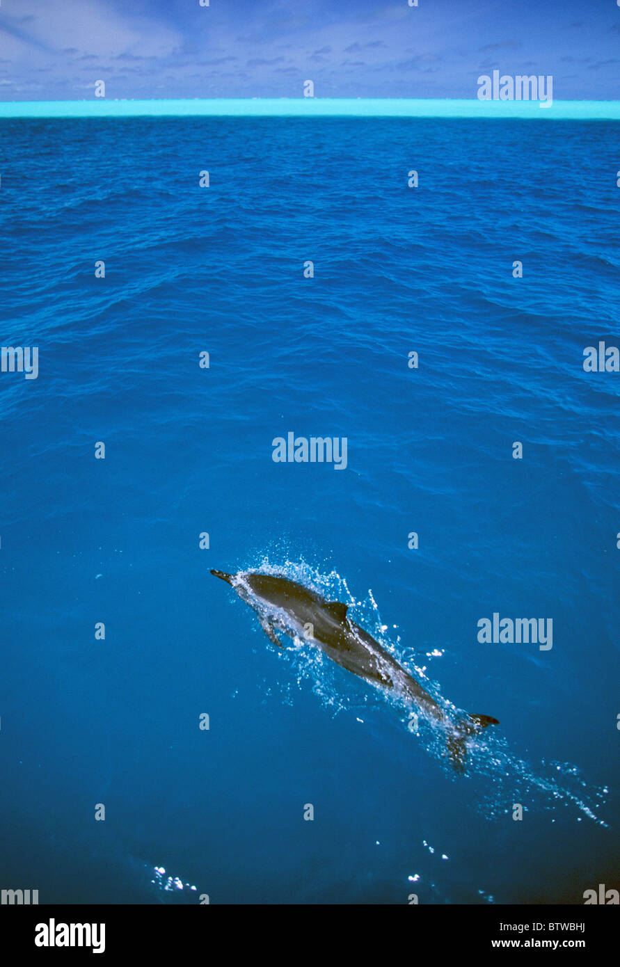 Hawaiian Spinner Dolphin, (Stenella longirostris), bow-riding, Midway Atoll, northwest Hawaiian Islands. Stock Photo