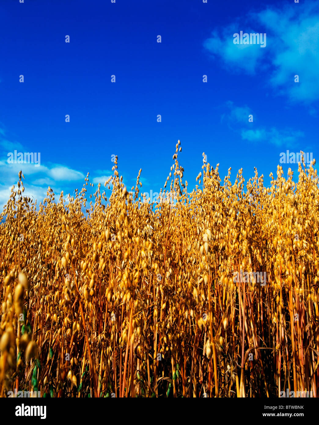 Crops, Oil Seed Rape Stock Photo - Alamy