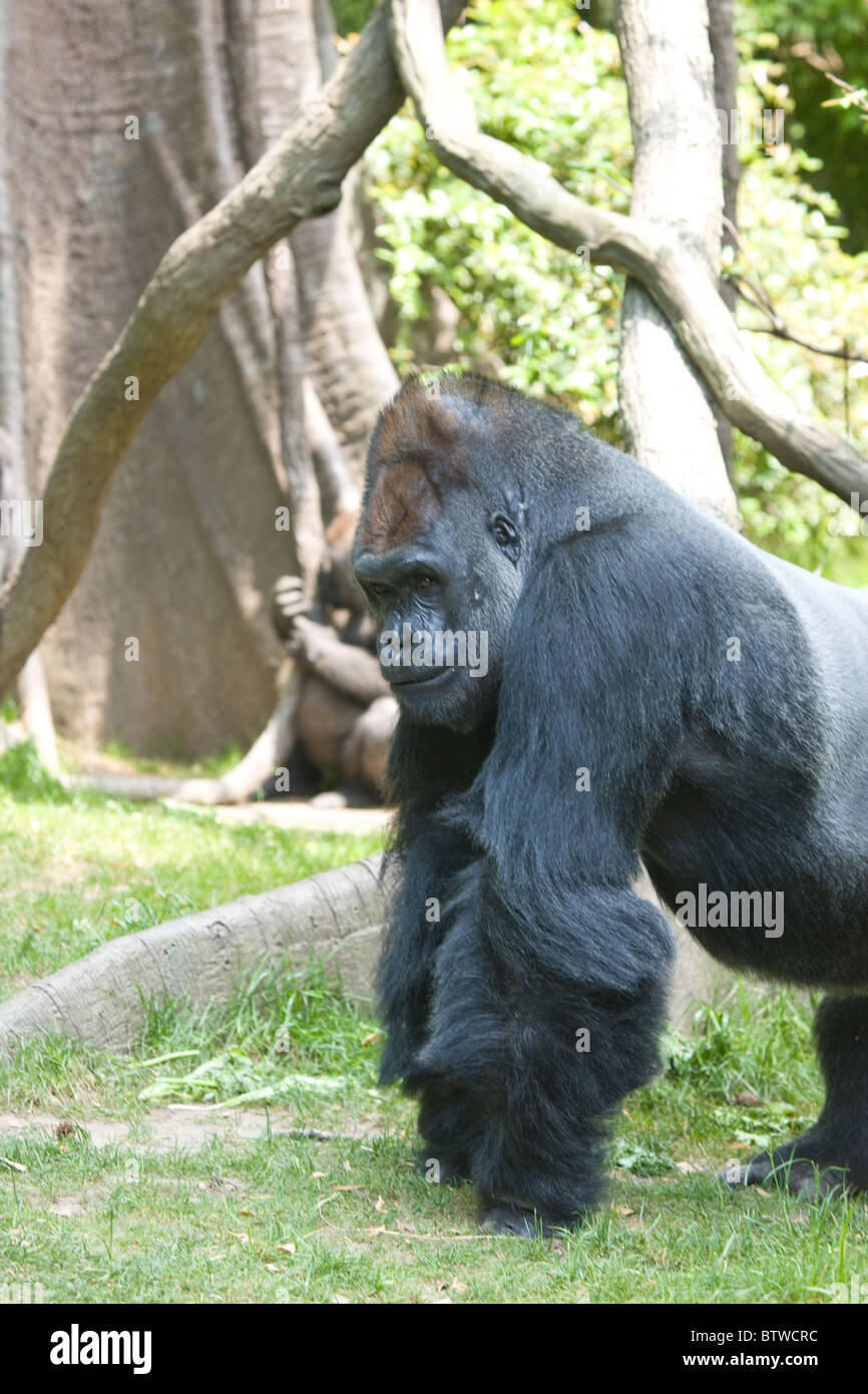 Congo Gorilla Forest enclosure at the Bronx Zoo Stock Photo Alamy