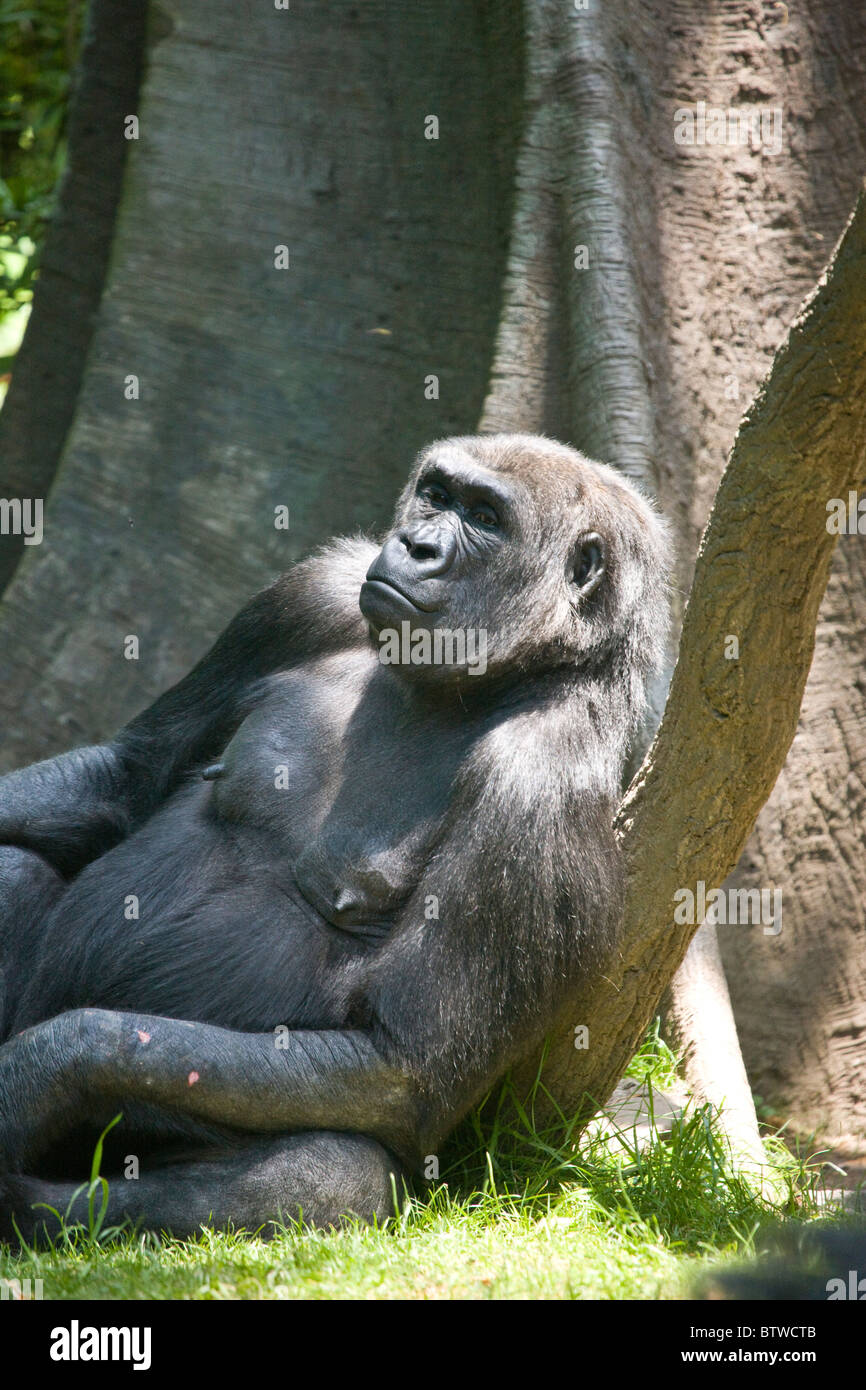 Congo Gorilla Forest enclosure at the Bronx Zoo Stock Photo