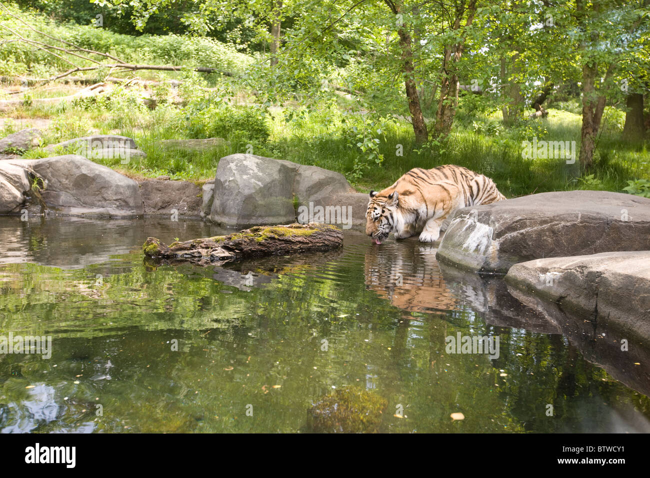 Tiger Mountain enclosure at the Bronx Zoo Stock Photo