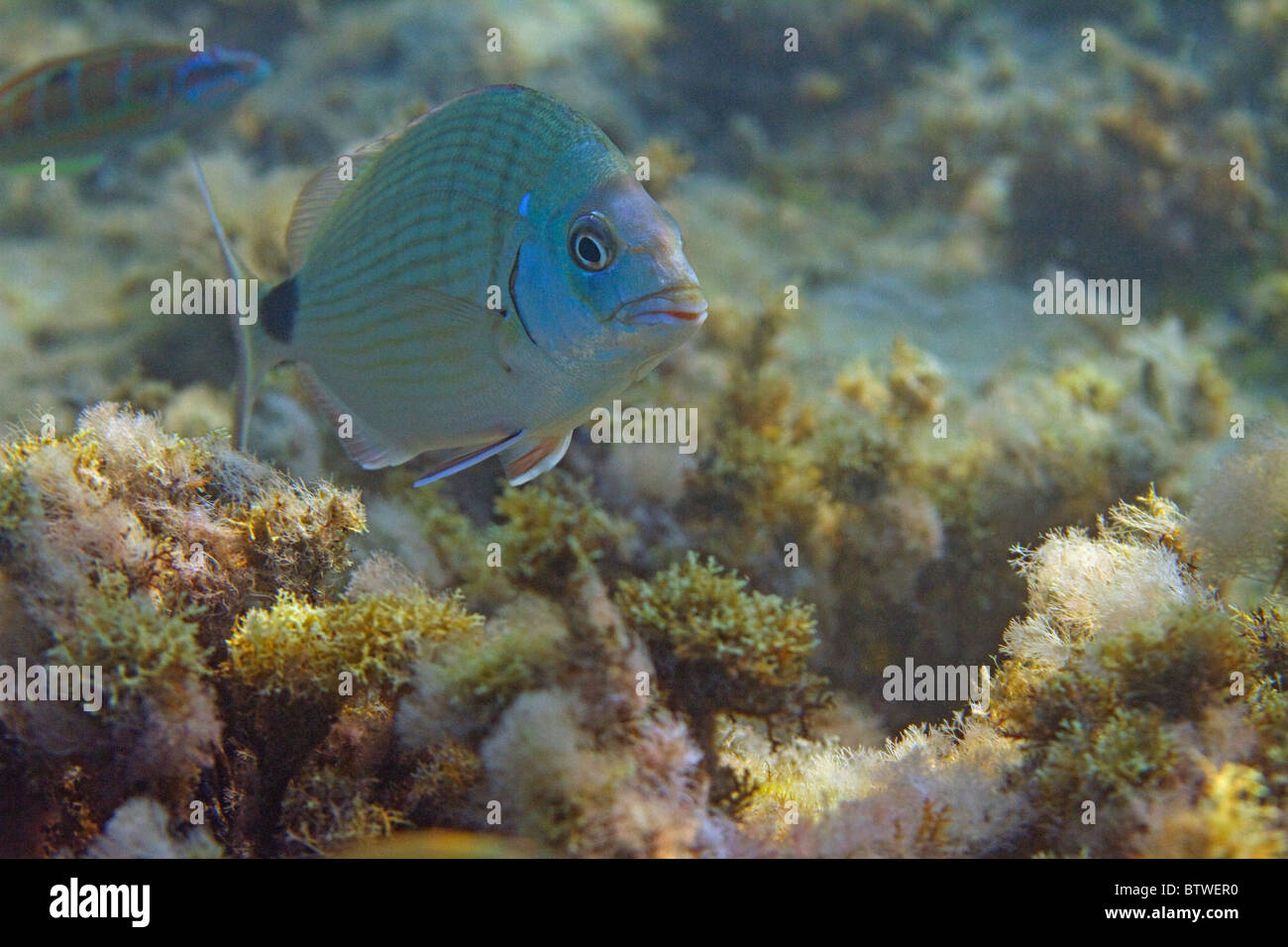 white seabream in shallow waters Stock Photo