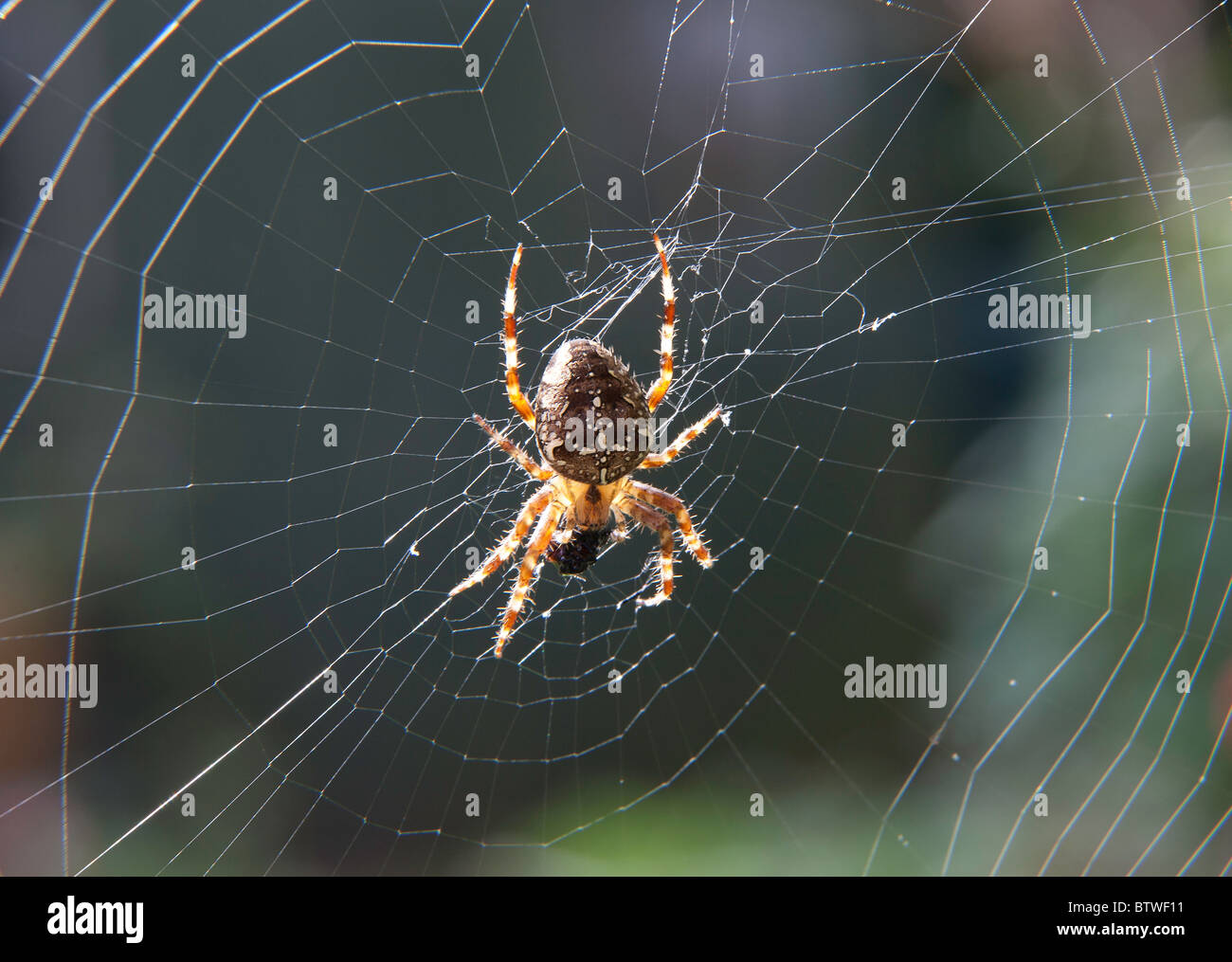 GARDEN SPIDER FEEDING ON FLY ON WEB Stock Photo