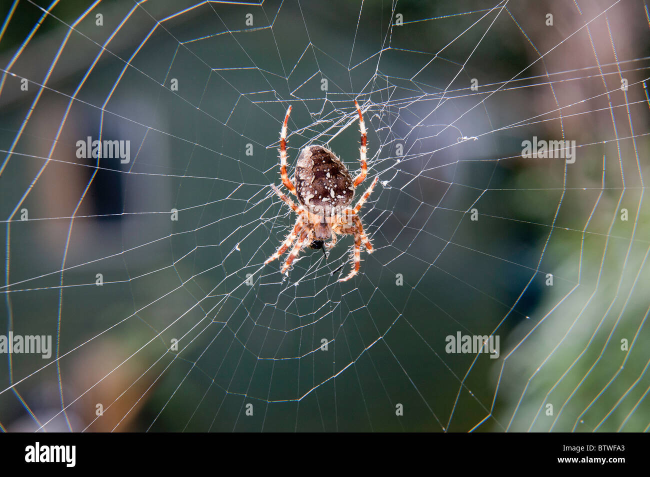 GARDEN SPIDER FEEDING ON FLY ON WEB Stock Photo