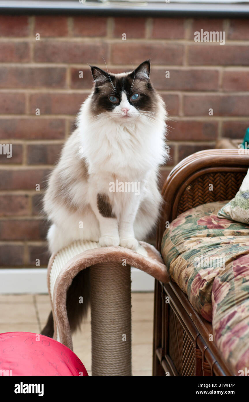 Young 'seal bicolour' Ragdoll cat sitting on a scratching post Stock Photo