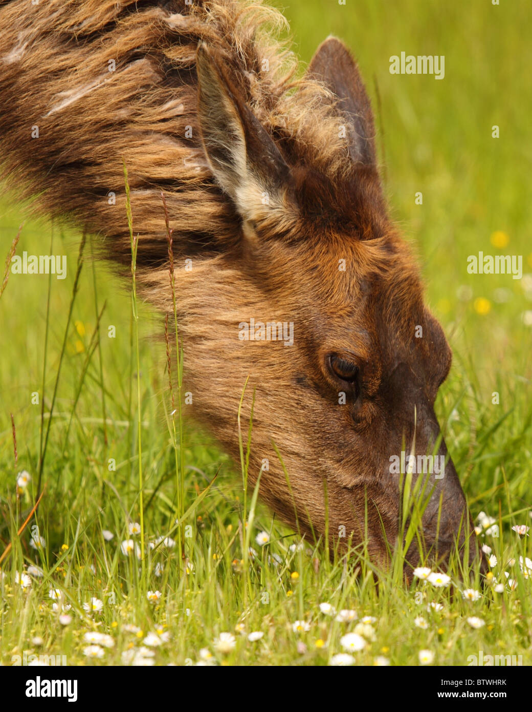 A Roosevelt Elk feeding among flowers. Stock Photo