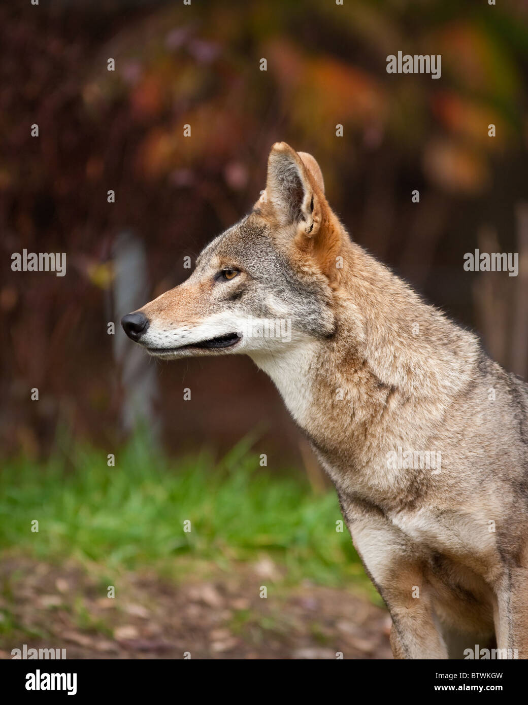 Red wolf during the fall season Stock Photo - Alamy