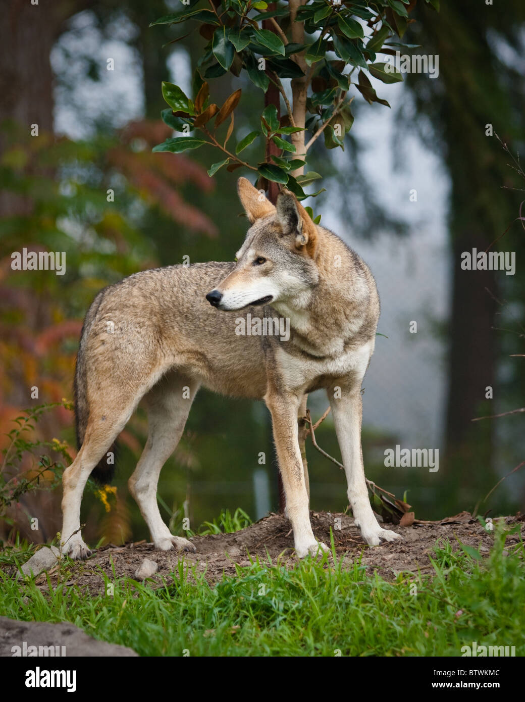 Red wolf during the fall season Stock Photo