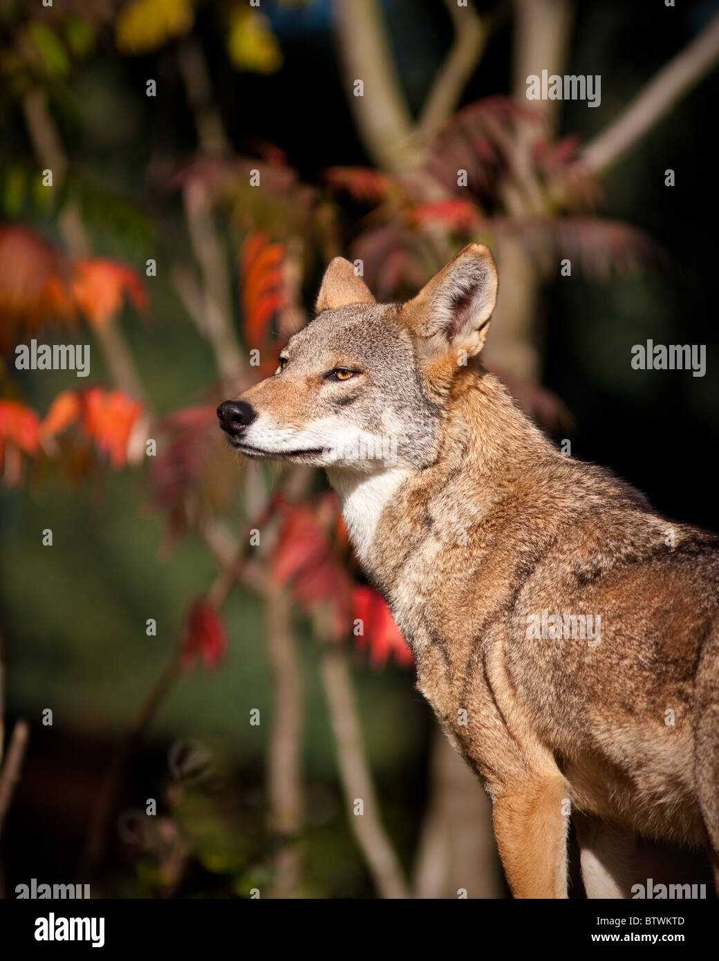 Red wolf during the fall season Stock Photo