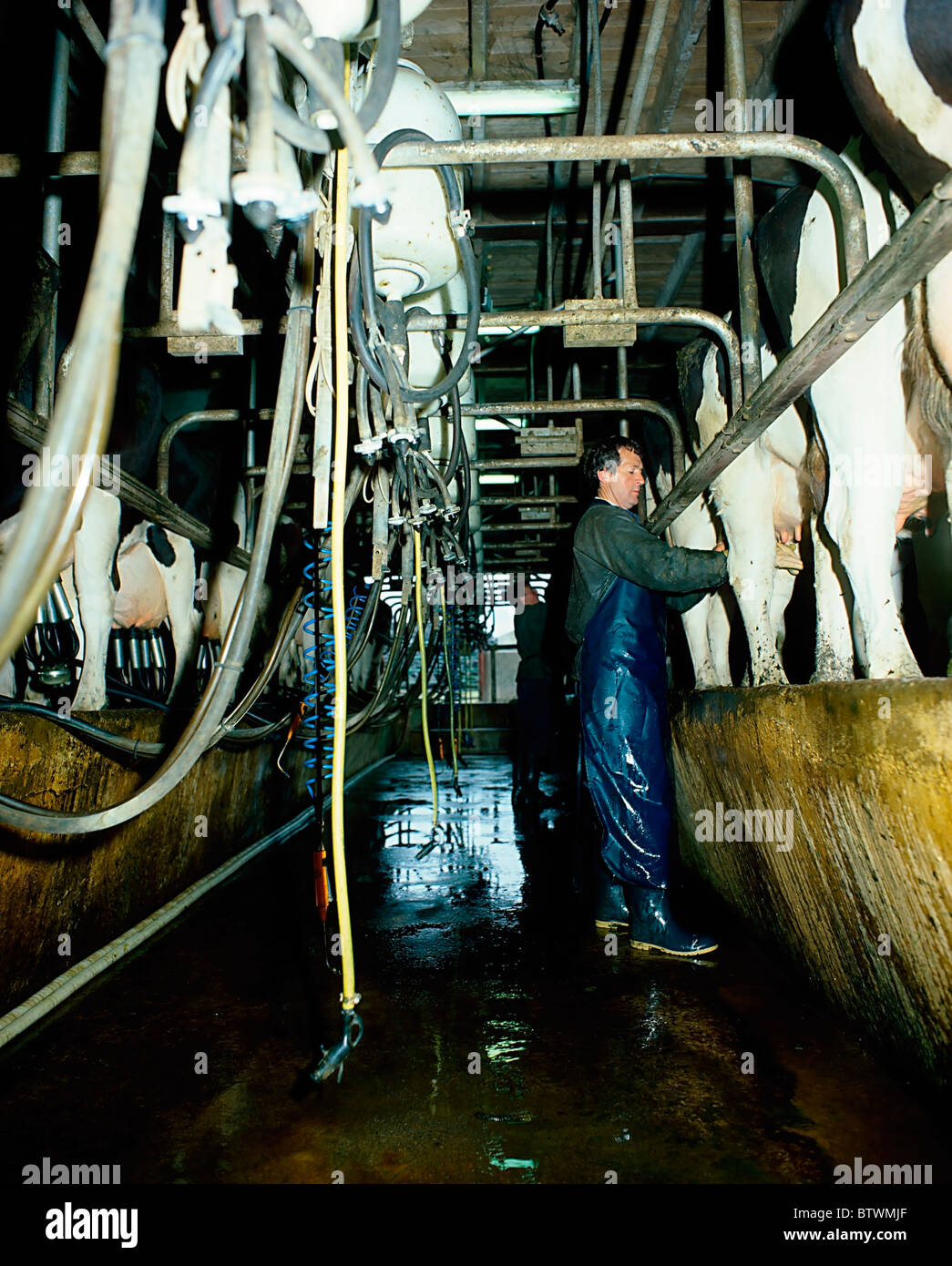 Milking parlour ireland hires stock photography and images Alamy