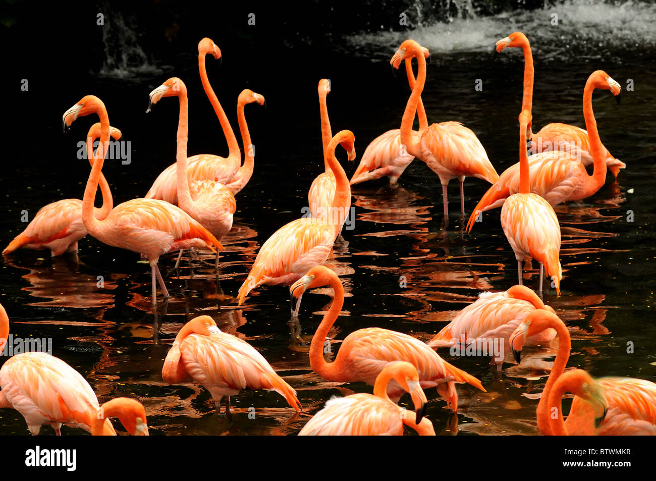 The flock of pink flamingo Stock Photo Alamy