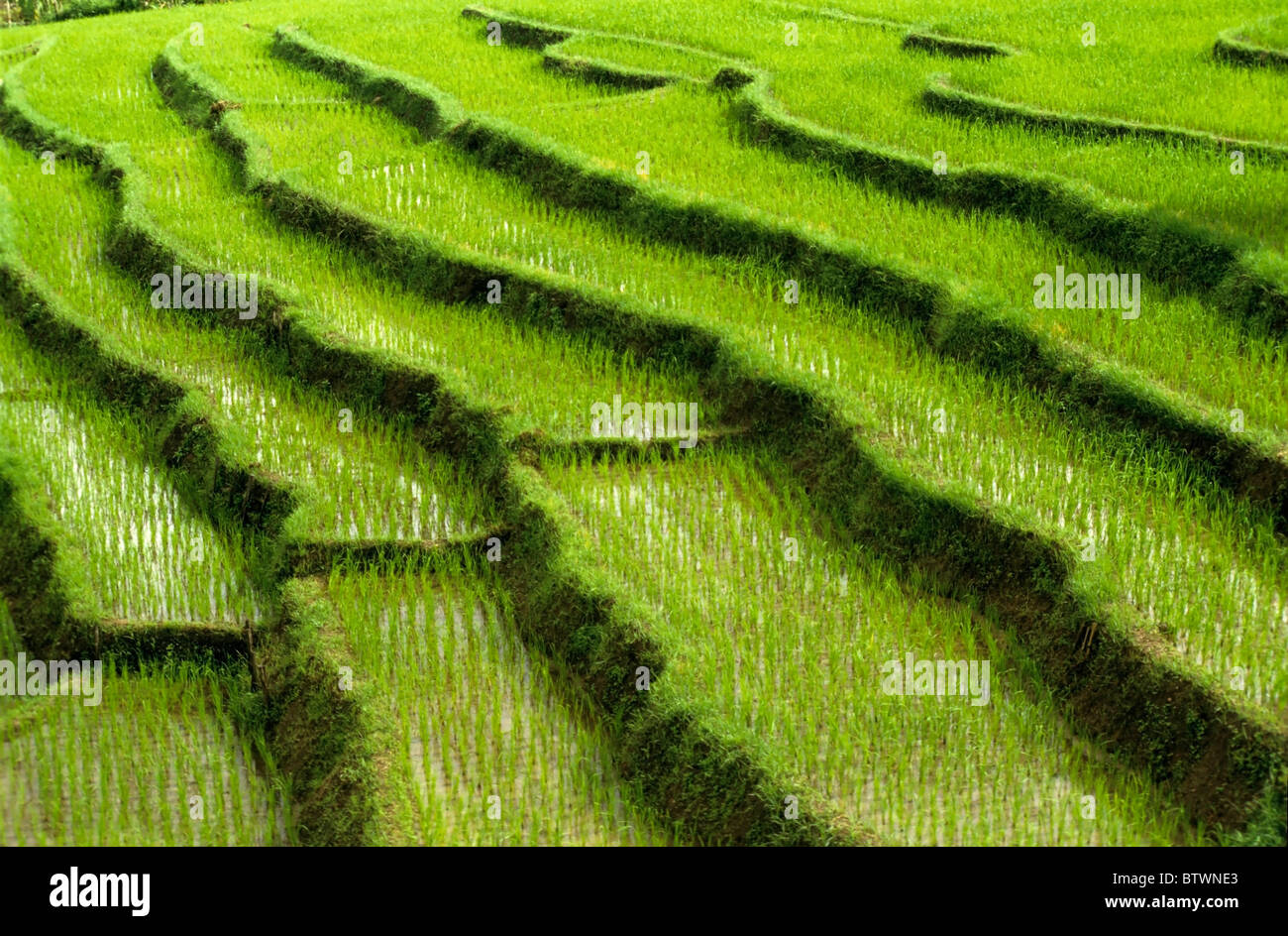 Northern Thailand, terraced rice fields Stock Photo