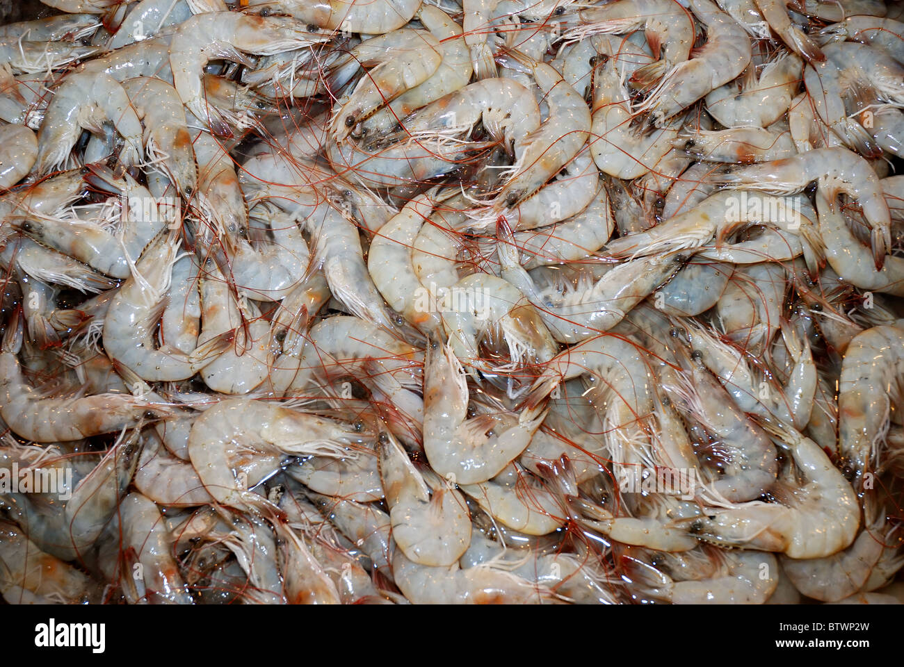 Raw prawns seafood Stock Photo