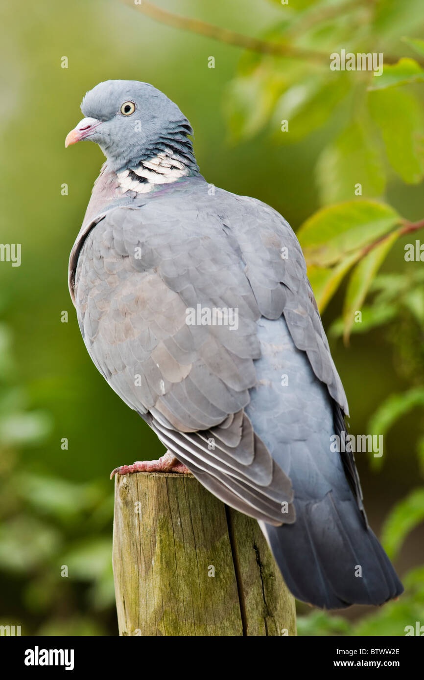 Wood Pigeon Perched Stock Photo