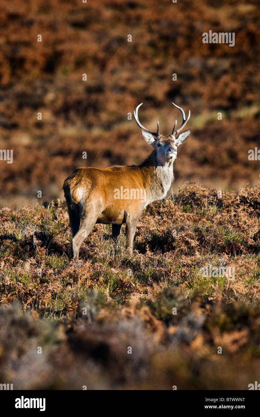 Young Red Deer Stag in moorland Stock Photo