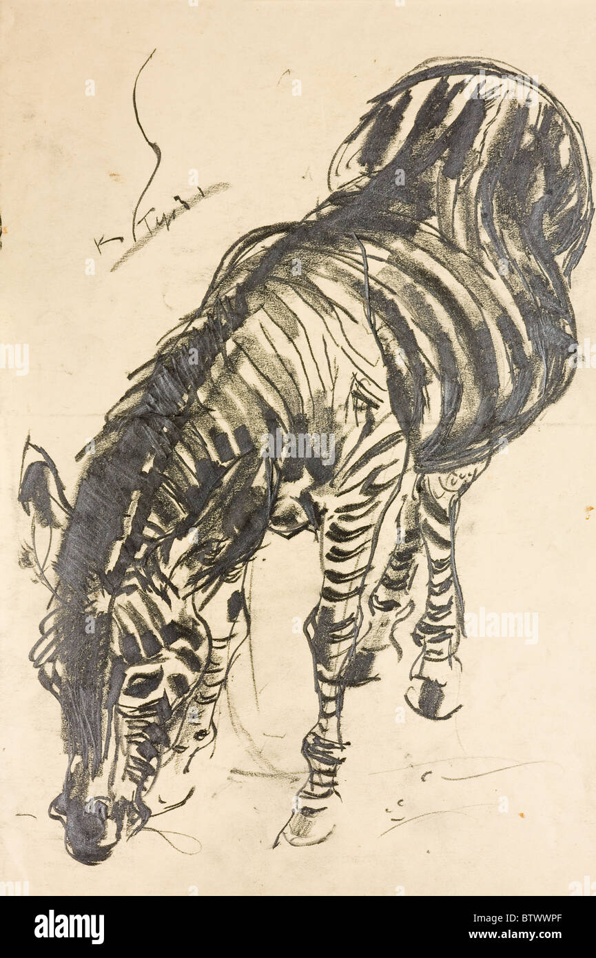 Zebra portrait, ink and charcoal on paper by Kurt Tessmann, ca. 1945