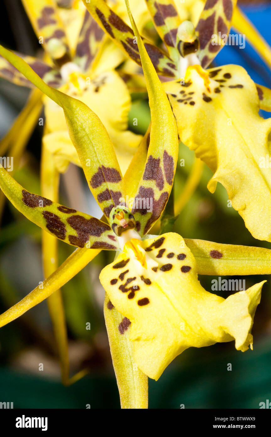 Brassidium, Brs longissima x Brsdm Shooting Star, hybrid orchid Stock Photo