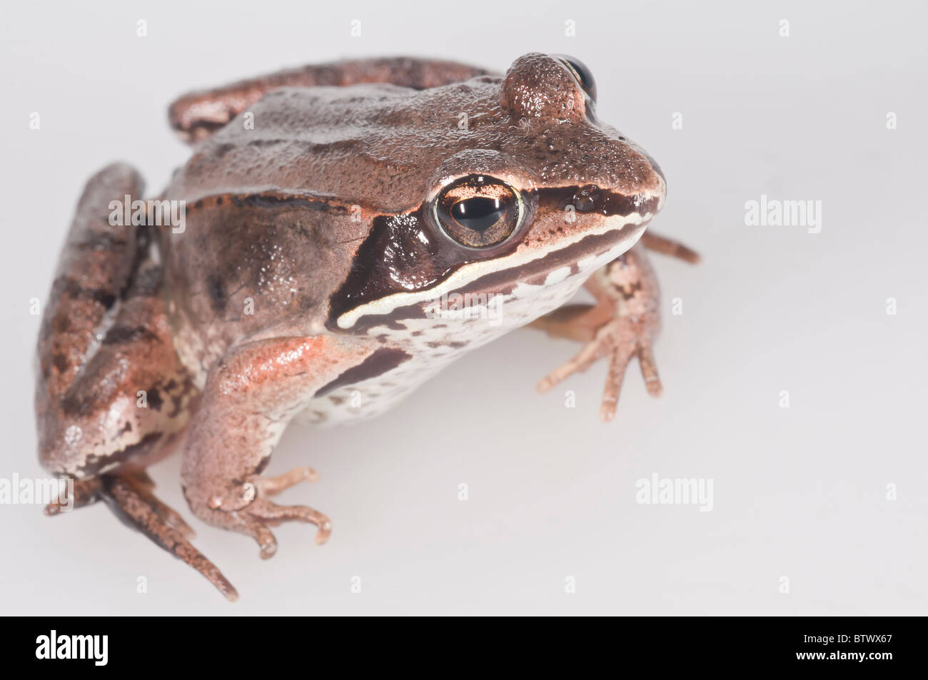 Wood frog, Rana sylvatica, native to North America; cutout on white