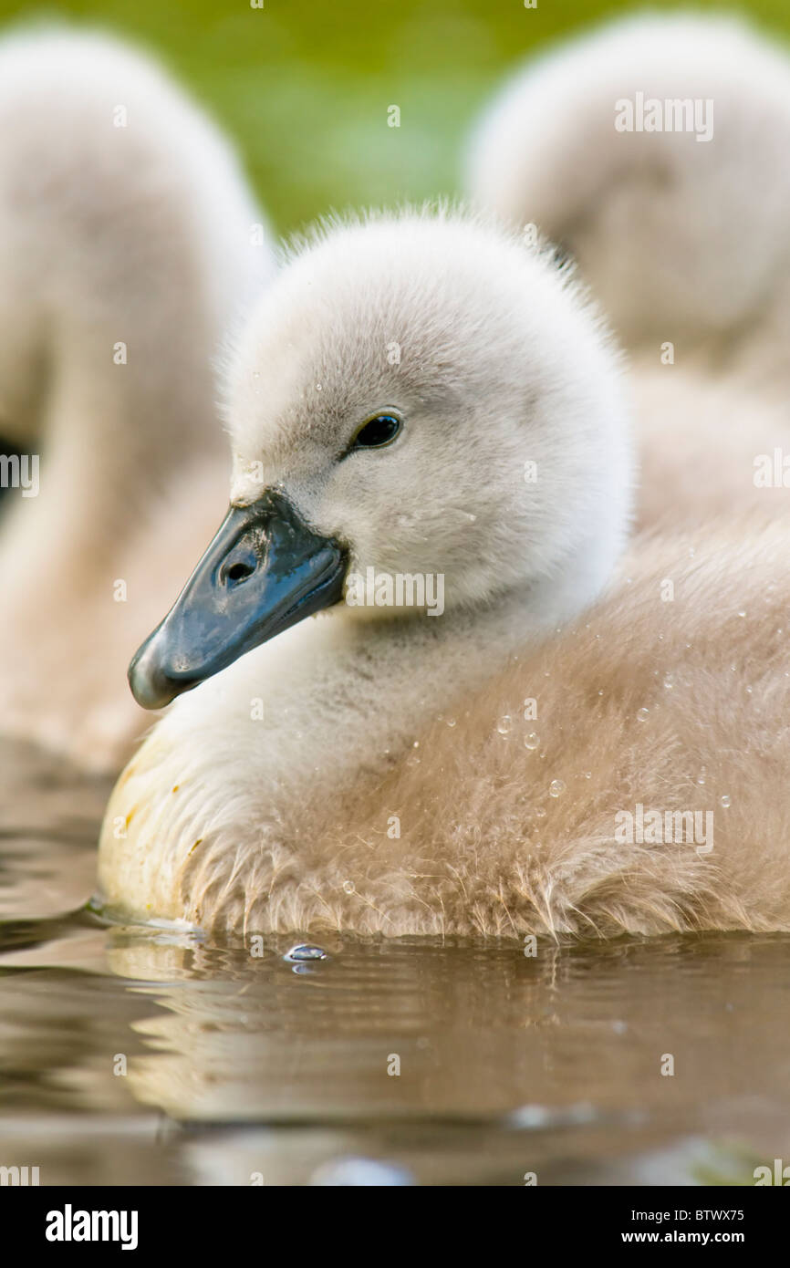 Mute Swan cygnet portrait Stock Photo