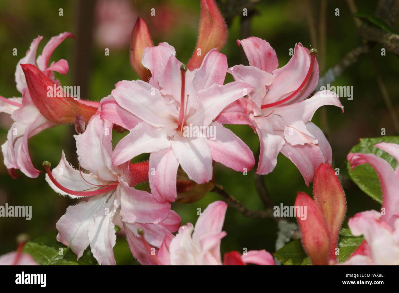 Rhododendron  'Corneille' Stock Photo