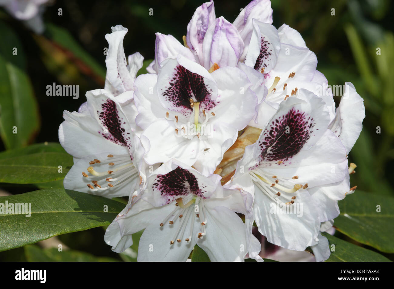 Rhododendron 'Sappho' Stock Photo