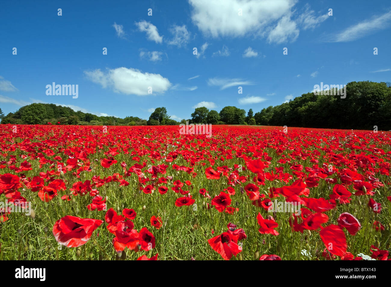 Poppy field at Coberley Stock Photo