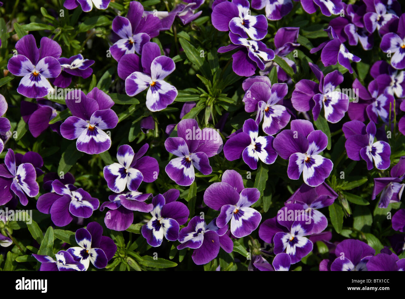 Blue and white pansies (Viola tricolor hortensis) flowering in an en