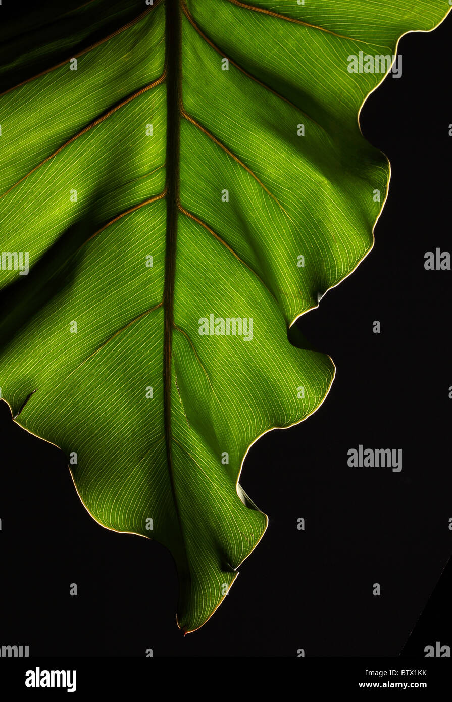 Green plant leaf with strong structure on a black background Stock Photo