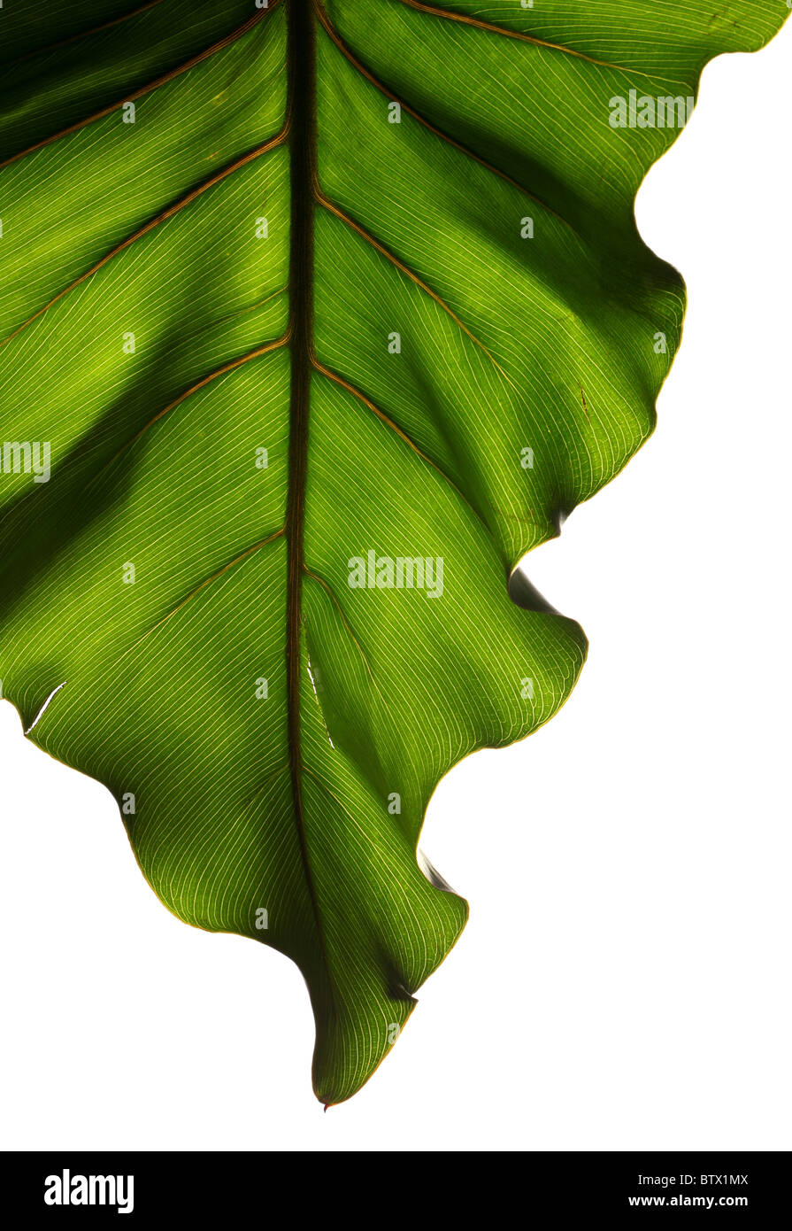 Green plant leaf with strong structure on a white background Stock Photo