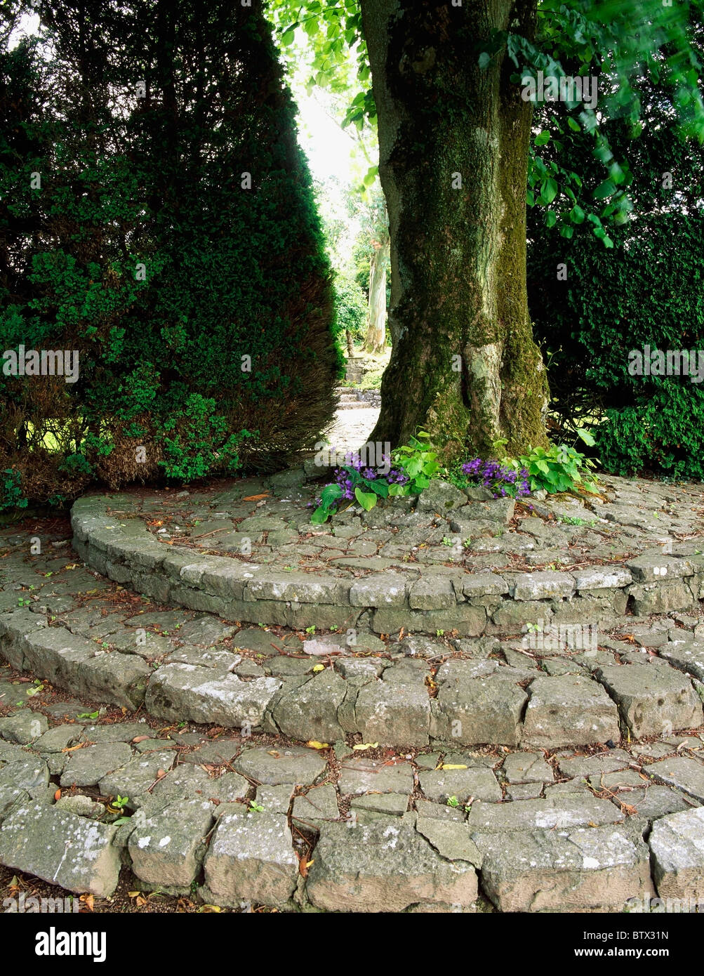 Ardsallagh House, Co Tipperary, Ireland; Lime Tree During Summer Near
