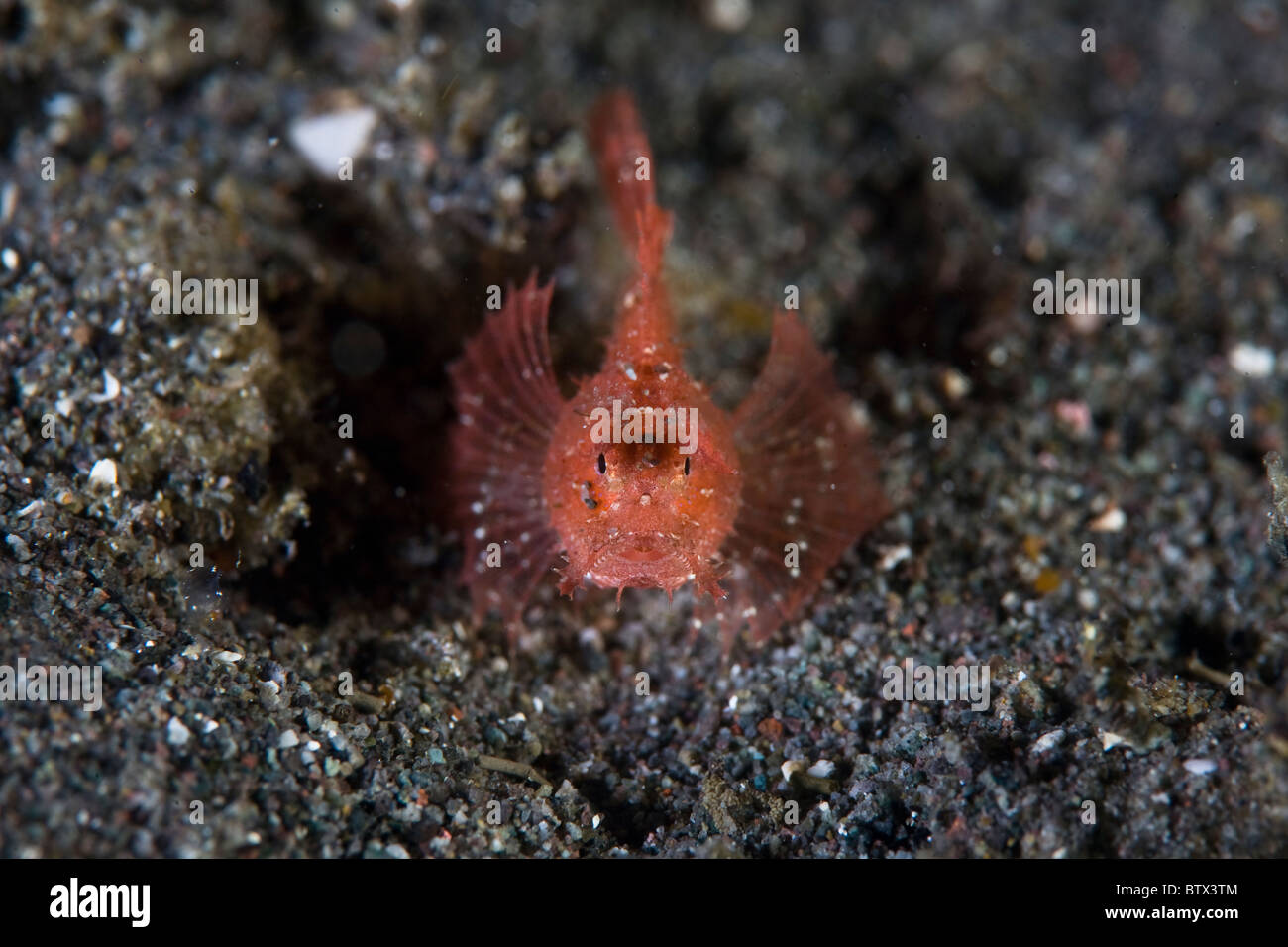 A juvenile Ambon scorpionfish, Pteroidichthys amboinensis, sits in the volcanic sand near Komodo in Indonesia. Stock Photo