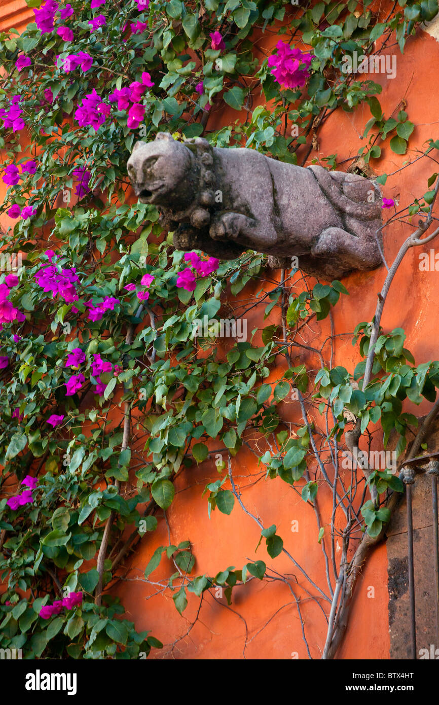 BOUGAINVILLEA (Bougainvillea glabra grows on the colorfulc walls of SAN MIGUEL DE ALLENDE, MEXICO Stock Photo
