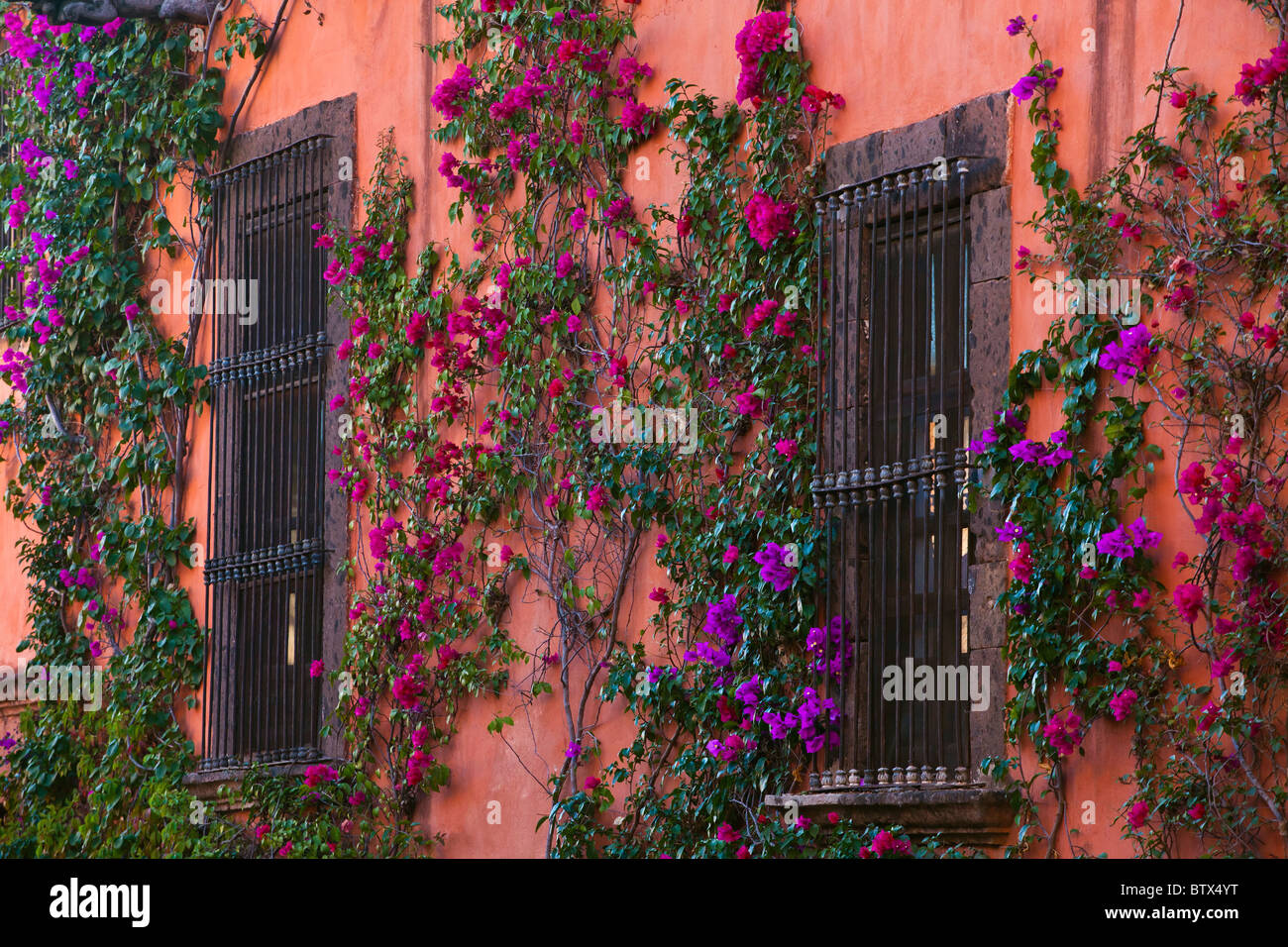BOUGAINVILLEA (Bougainvillea glabra) grows on the colorfulc walls of SAN MIGUEL DE ALLENDE, MEXICO Stock Photo