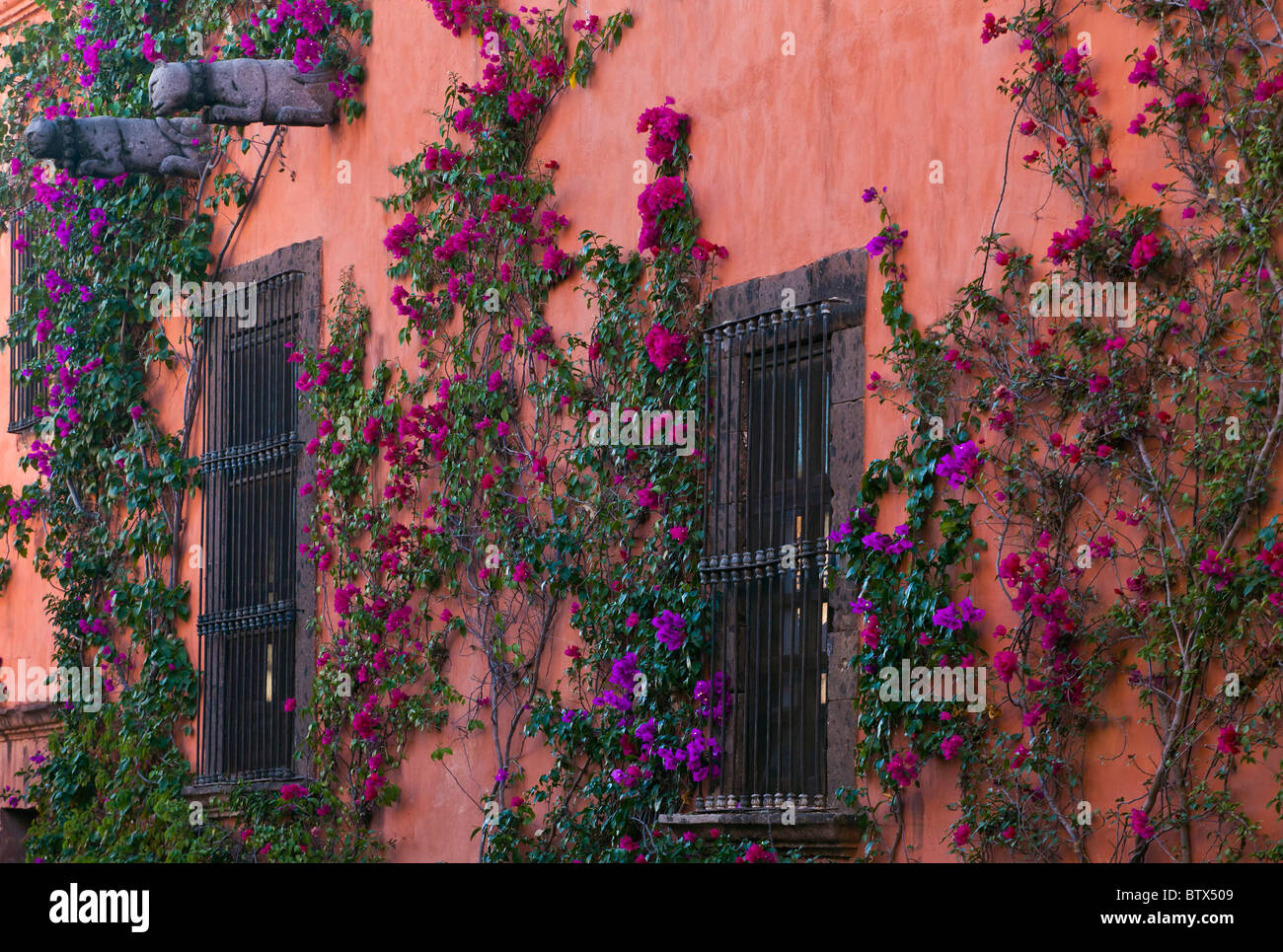 BOUGAINVILLEA (Bougainvillea glabra) grows on the colorfulc walls of SAN MIGUEL DE ALLENDE, MEXICO Stock Photo