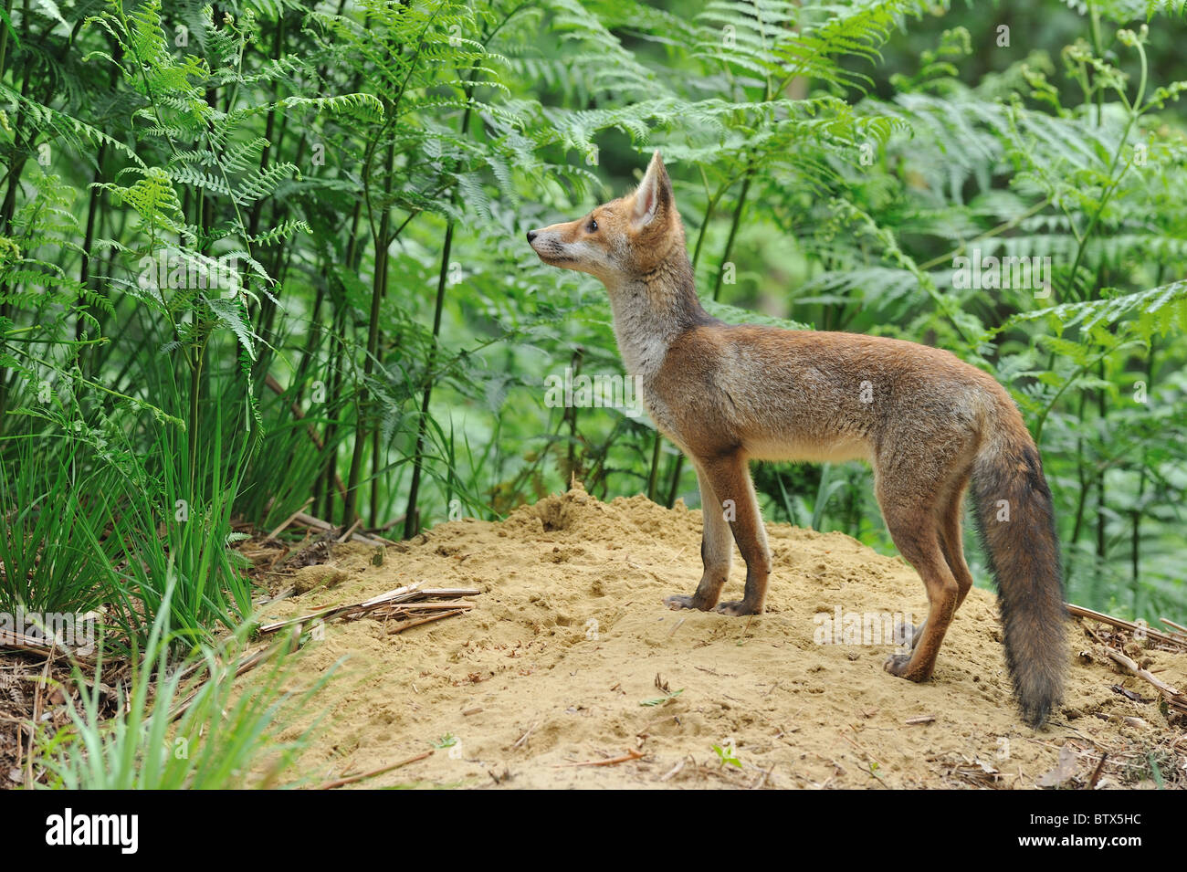 Common red fox (Vulpes vulpes) Five-month-old cub standing close to the ...