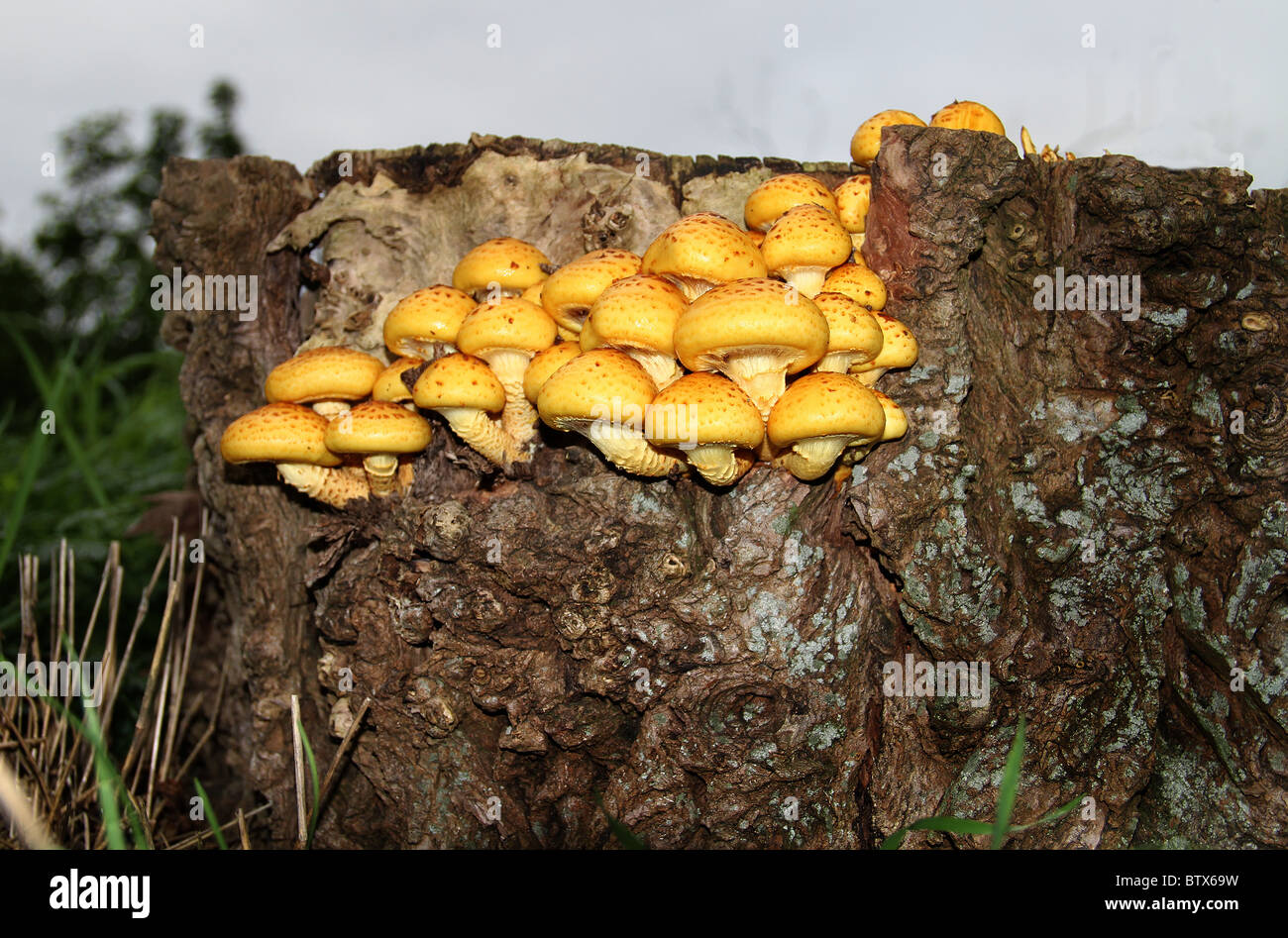Toadstools growing in large numbers on rotting tree stump in public park. Stock Photo